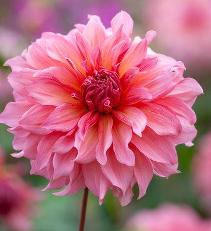 9277